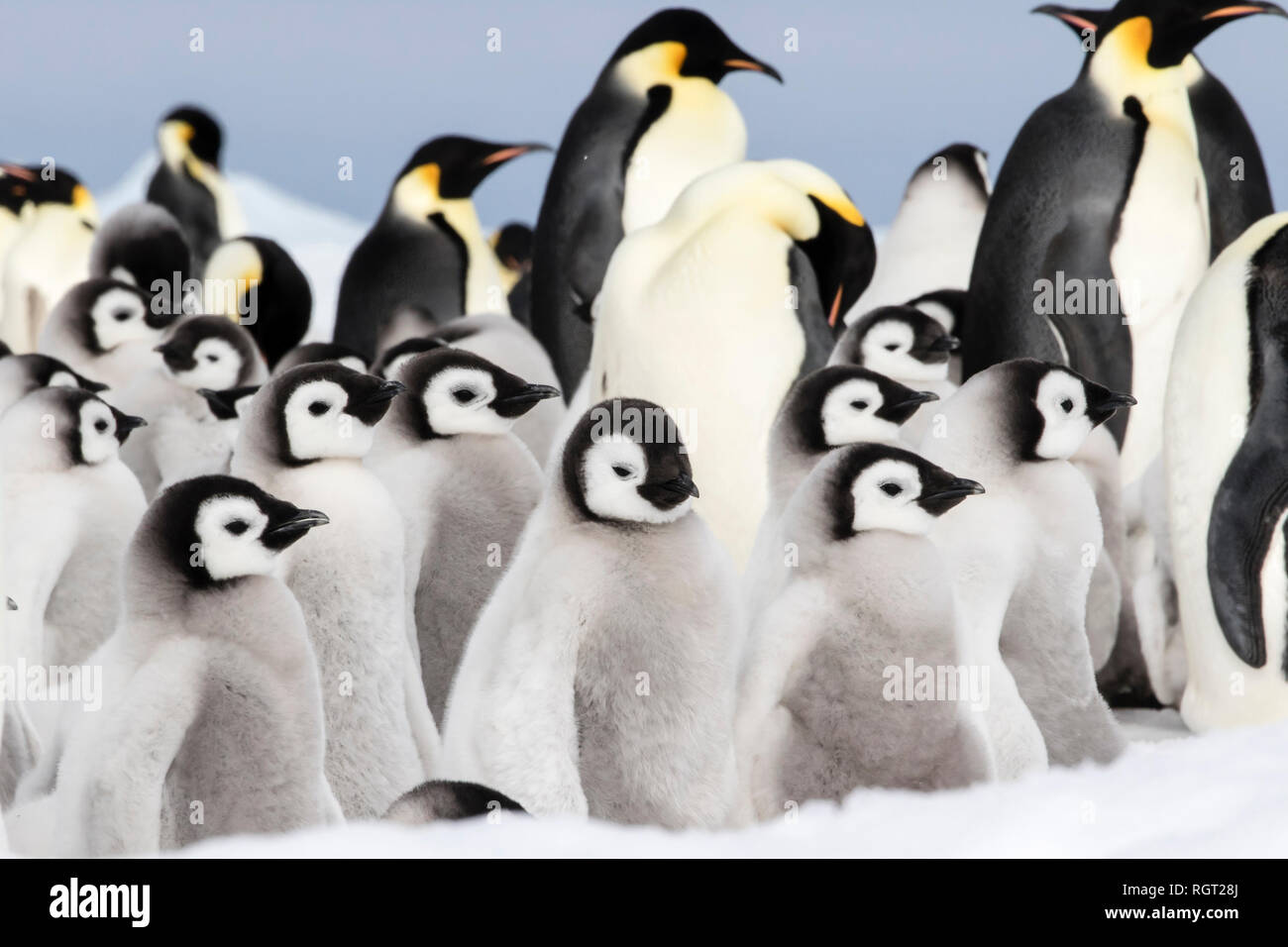 Adorable manchot empereur (Aptenodytes forsteri) poussins sur la glace de mer à Snow Hill Island, l'Antarctique Banque D'Images