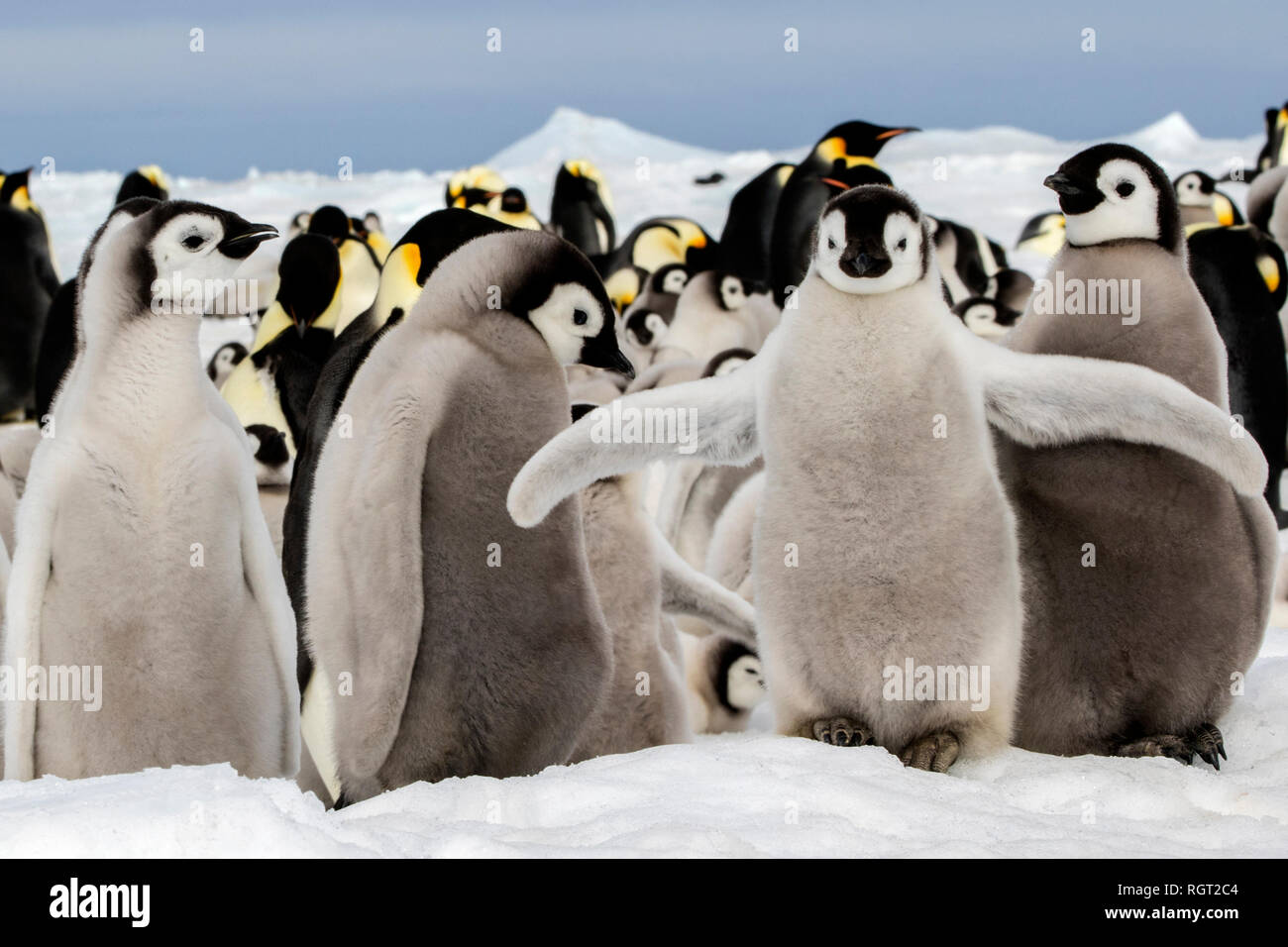 Adorable manchot empereur (Aptenodytes forsteri) poussins sur la glace de mer à Snow Hill Island, l'Antarctique Banque D'Images