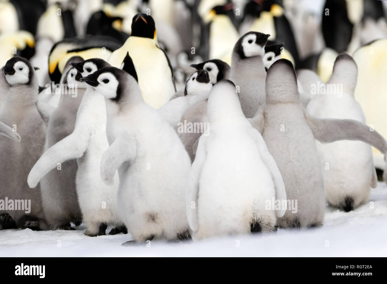 Adorable manchot empereur (Aptenodytes forsteri) poussins sur la glace de mer à Snow Hill Island, l'Antarctique Banque D'Images