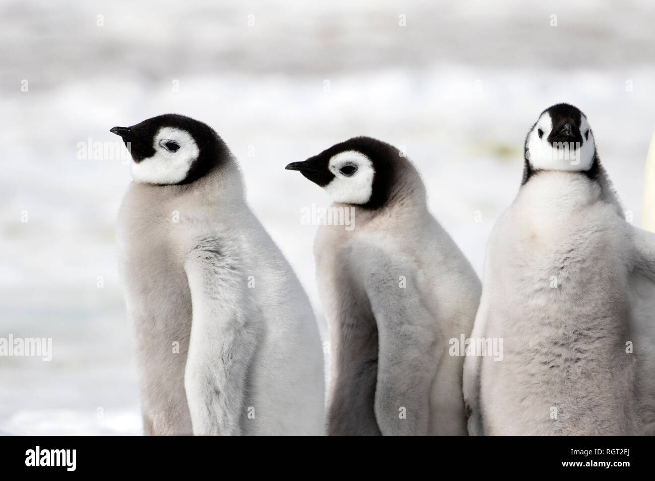 Adorable manchot empereur (Aptenodytes forsteri) poussins sur la glace de mer à Snow Hill Island, l'Antarctique Banque D'Images