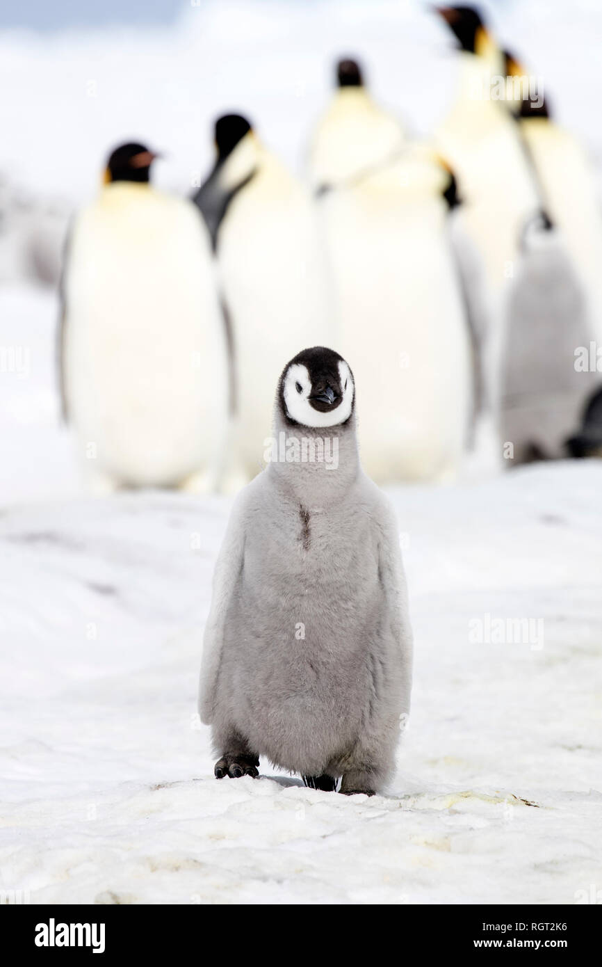 Adorable manchot empereur (Aptenodytes forsteri) poussins sur la glace de mer à Snow Hill Island, l'Antarctique Banque D'Images