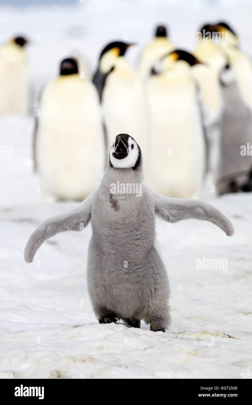 Adorable manchot empereur (Aptenodytes forsteri) poussins sur la glace de mer à Snow Hill Island, l'Antarctique Banque D'Images