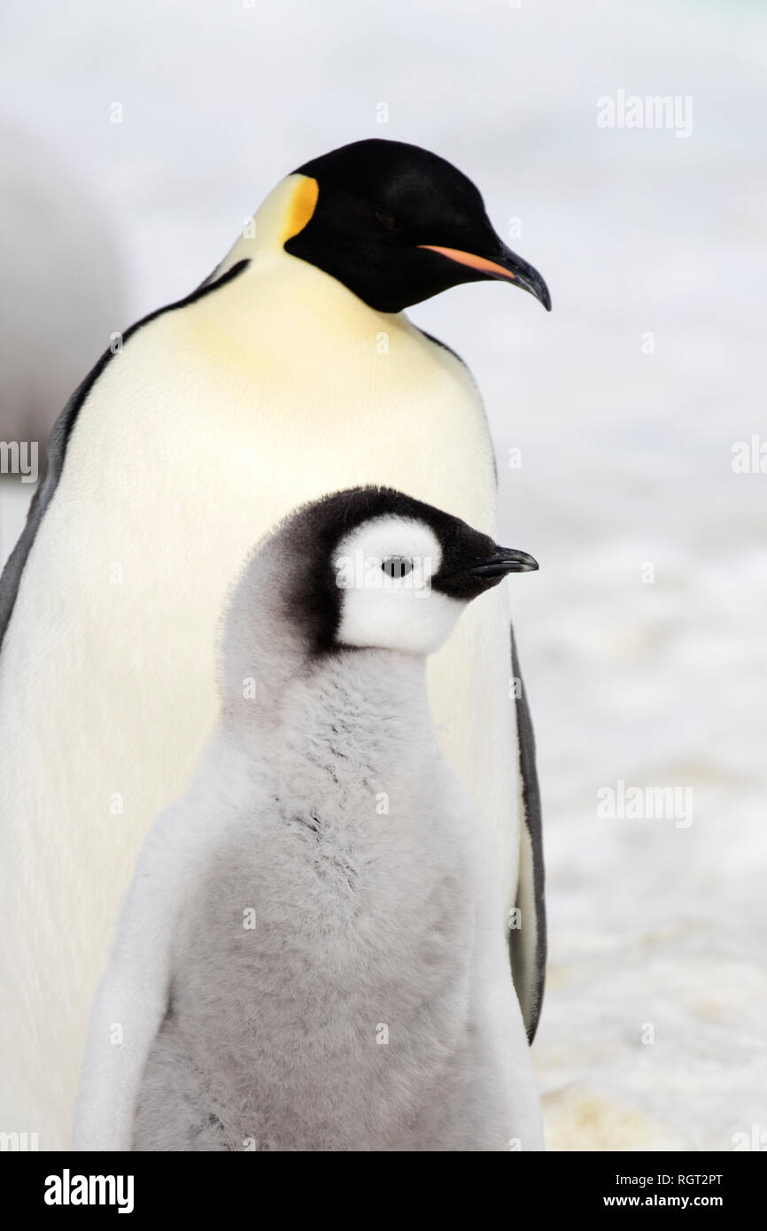 Manchot Empereur (Aptenodytes forsteri), la plus grande espèce de pingouin, élever leurs poussins sur la glace de mer à Snow Hill Island, l'Antarctique Banque D'Images