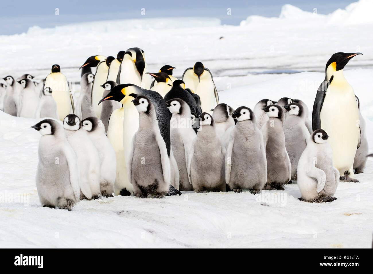 Manchot Empereur (Aptenodytes forsteri), la plus grande espèce de pingouin, élever leurs poussins sur la glace de mer à Snow Hill Island, l'Antarctique Banque D'Images