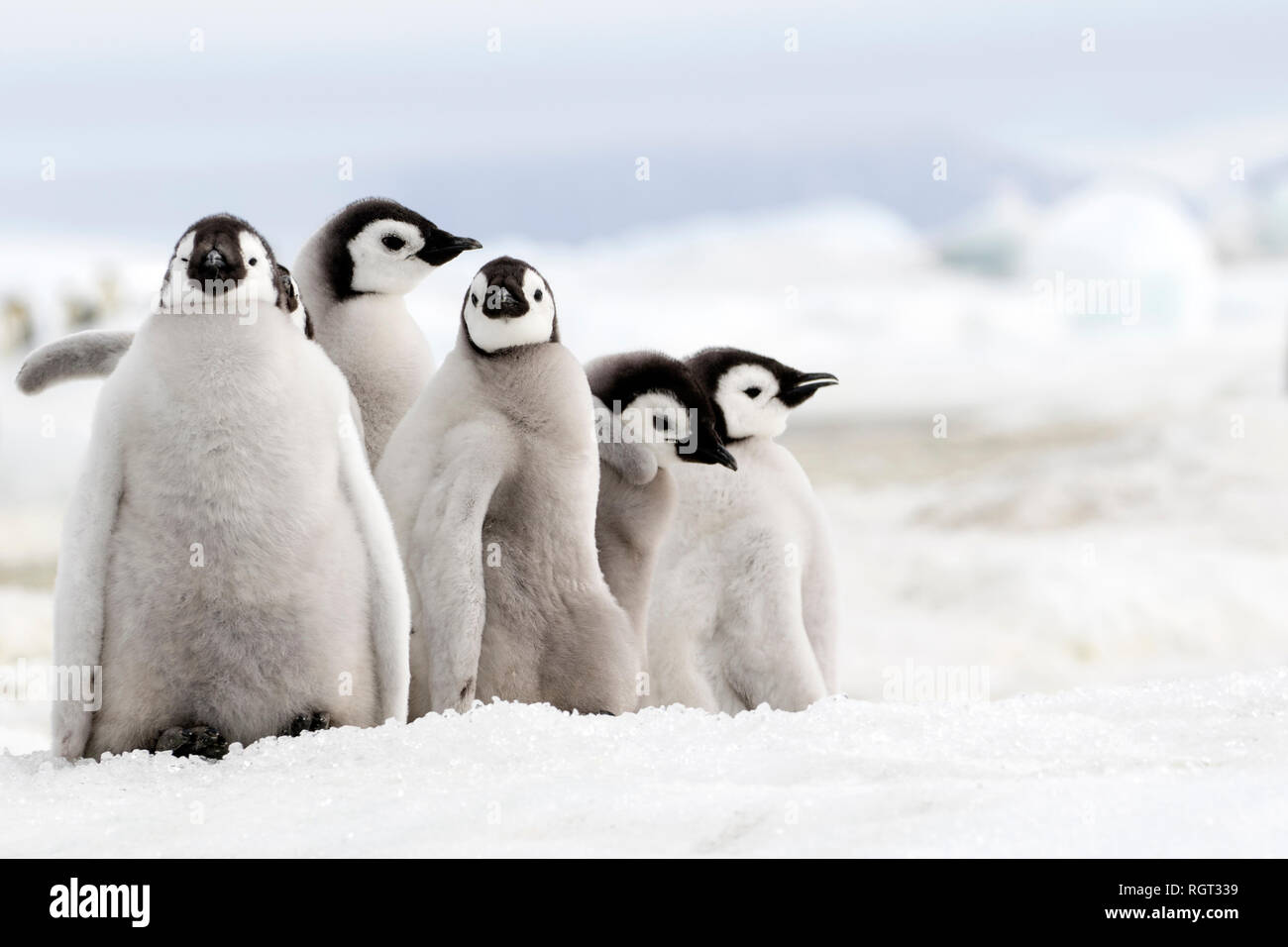 Adorable manchot empereur (Aptenodytes forsteri) poussins sur la glace de mer à Snow Hill Island, l'Antarctique Banque D'Images