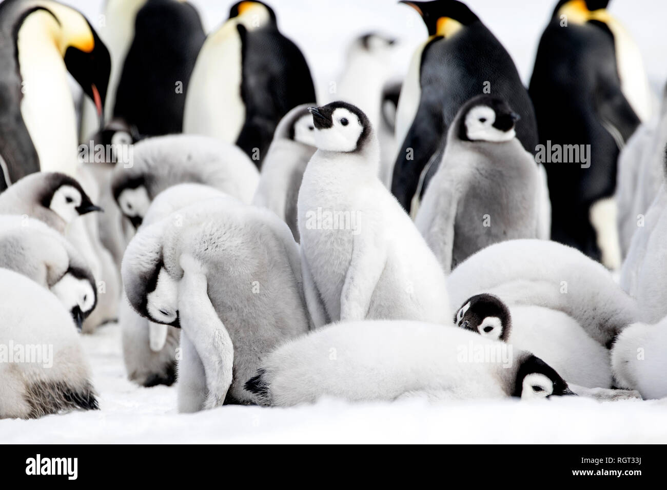 Adorable manchot empereur (Aptenodytes forsteri) poussins sur la glace de mer à Snow Hill Island, l'Antarctique Banque D'Images