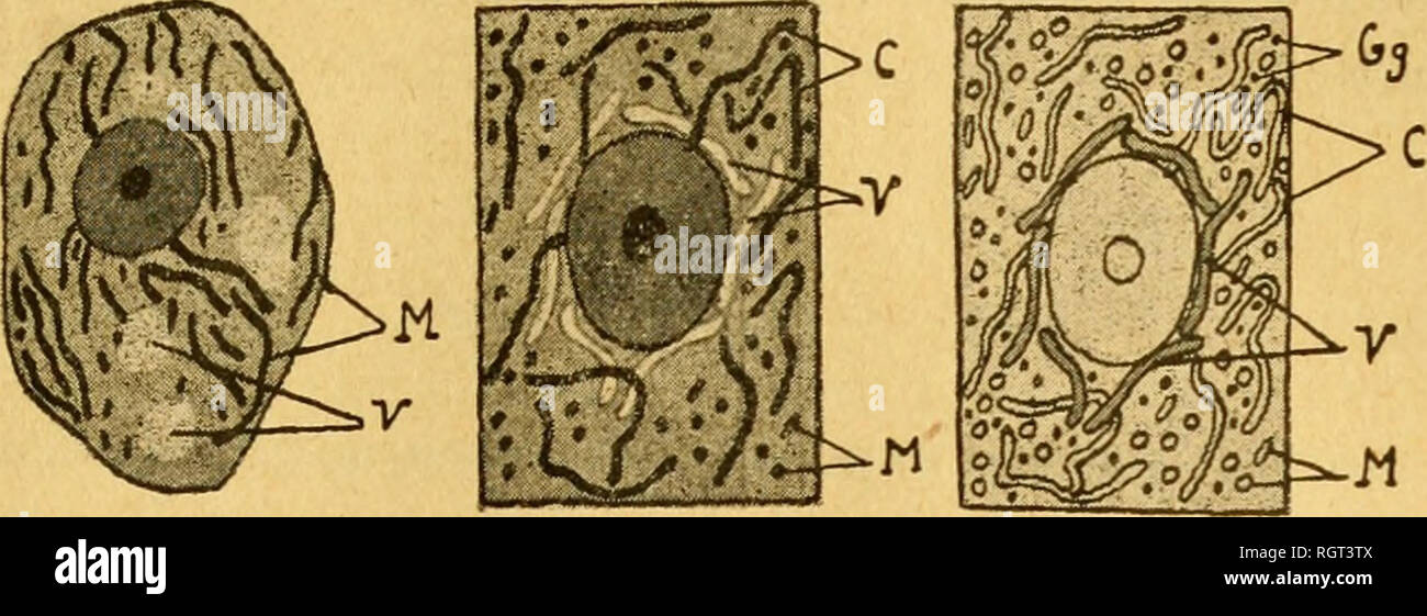 . Bulletin biologique de la France et de la Belgique. Biologie ; l'histoire naturelle. LES CONSTITUANTS MORPHOLOGIQUE DU CYTOPLASME 509 voir-Ã©lectif vis-Ã -vis des colorants vitaux et en j3articulier du C. n m. Veuillez noter que ces images sont extraites de la page numérisée des images qui peuvent avoir été retouchées numériquement pour plus de lisibilité - coloration et l'aspect de ces illustrations ne peut pas parfaitement ressembler à l'œuvre originale.. UniversitÃ© de Paris. Laboratoire d'évolution des Ãªtres organisÃ©s. Montreuil [etc. ] [Gauther-Villars etc. ] Banque D'Images