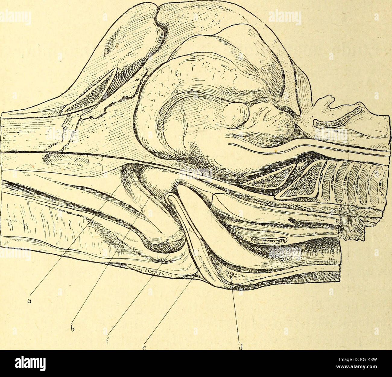 . Bulletin de l'Institut ocÃ©anographique. L'océan. Situation et Rapports. Le larynx de Delphinus delphis, situÃ© dans la rÃ©gion antÃ©- rieure du cou pour sa partie postÃ©rieure, appartient, par sa partie antÃ©rieure, Ã la rÃ©gion de la base du crÃ¢ne. Le larynx. Fig. i. ÂCoupé sagittale mÃ©diane de la tÃªte du dauphin. Â un orifice, mÃ©diane de la communication avec les fosses nasales ; b respi- ratoire, Loge du pharynx ou du pharynx ; c, Epiglotte nasale ; d, Labyrinthe ventriculaire ; f, anneau musculaire enserrant le bec du larynx et sÃ©parant le pharynx du pharynx nasal digestif. est en effet com Banque D'Images