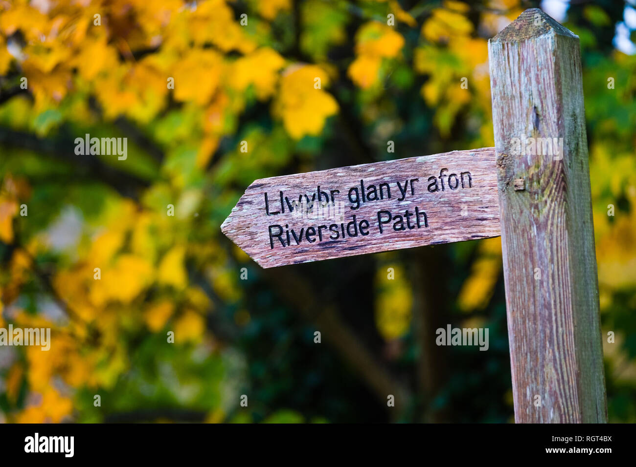 Une ancienne weatheredwooden fabricants post avec des mots anglais et gallois bilingue pour Llwybr Glan yr Afon / chemin Riverside, avec les feuilles d'automne dans l'arrière-plan. Pays de Galles UK Banque D'Images