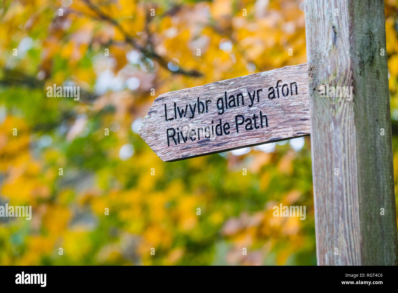 Une ancienne weatheredwooden fabricants post avec des mots anglais et gallois bilingue pour Llwybr Glan yr Afon / chemin Riverside, avec les feuilles d'automne dans l'arrière-plan. Pays de Galles UK Banque D'Images