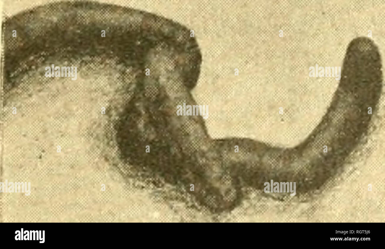 . Bulletin biologique de la France et de la Belgique. Biologie ; l'histoire naturelle. Larve de Pollenia rudis dans Ail chlorotica.. Veuillez noter que ces images sont extraites de la page numérisée des images qui peuvent avoir été retouchées numériquement pour plus de lisibilité - coloration et l'aspect de ces illustrations ne peut pas parfaitement ressembler à l'œuvre originale.. L'Université de Paris. Laboratoire d'évolution des êtres organisés. Montreuil [etc. ] [Gauther-Villars etc. ] Banque D'Images