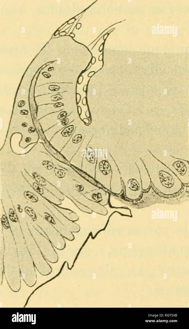 . Bulletin biologique de la France et de la Belgique. Biologie ; l'histoire naturelle. LOUIS 410 SEMICHOX. par los cellules situÃ©es autour de la partie saillante de la valvule. C'est une formation constante. Cliez les adultes :, il est fréquente©Fréchette de n'observer aucune membrane si le ventricule pas chylirique j-ontient que du miel, mais on peut en trouver une lorsqu'il contient du pollen. Il importe ne distinguer de la membrane plasmique pÃ©ritrophique vraie, dont l'existence se constate par la vivisection, les muqueuses illusoires que l'on rencontre dans les coupes et qui rÃ©sultent de la prÃ©cipitation de dilfÃ©ren Banque D'Images