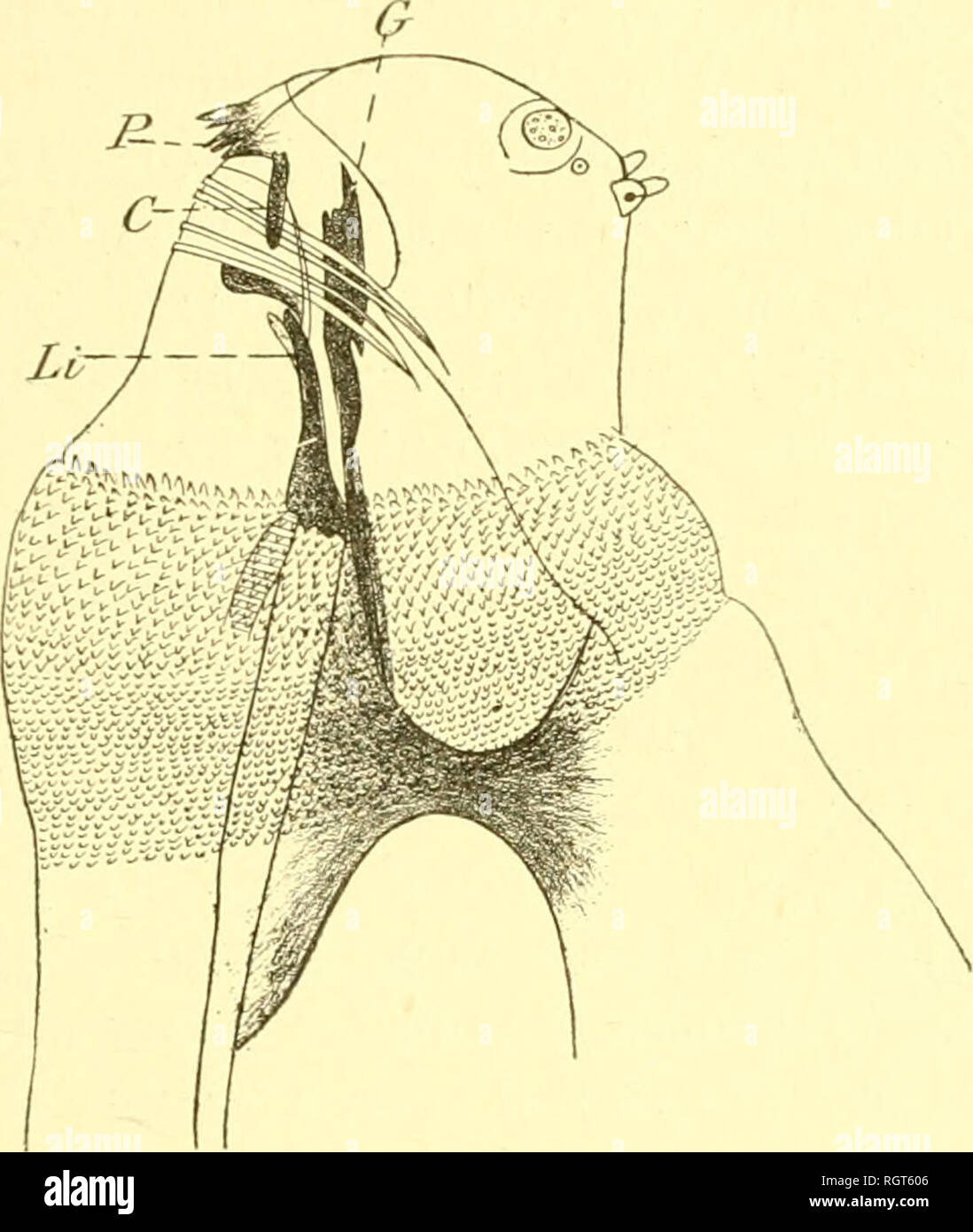 . Bulletin biologique de la France et de la Belgique. Biologie ; l'histoire naturelle. I.AI;V1> ; j)DII K'l'KIiKs C^(â ¢|.(U;1IAI'1II > ; 147 extrémité. La tête présente, sur sa face ventrale, deux sillons parallèles et une série de crochets et d'écaillés. Ca//J/) iora/cri/rl-Dcephala^ (tij ;. XVI).  L'hucco- armature pharyngienne est du tvpe de Musca. Le crochet médian [G) dorsale est hien visible, la pièce médio-ventrale (L^) est comme chez Musca. (7Â"n voit ici, en plus, dcnK pià latérales de la SCɨ(C) qui aboutis-. Fig. XVI.  Tète et annaliire pharviiglenne bucco-de la larve pri;naire Banque D'Images