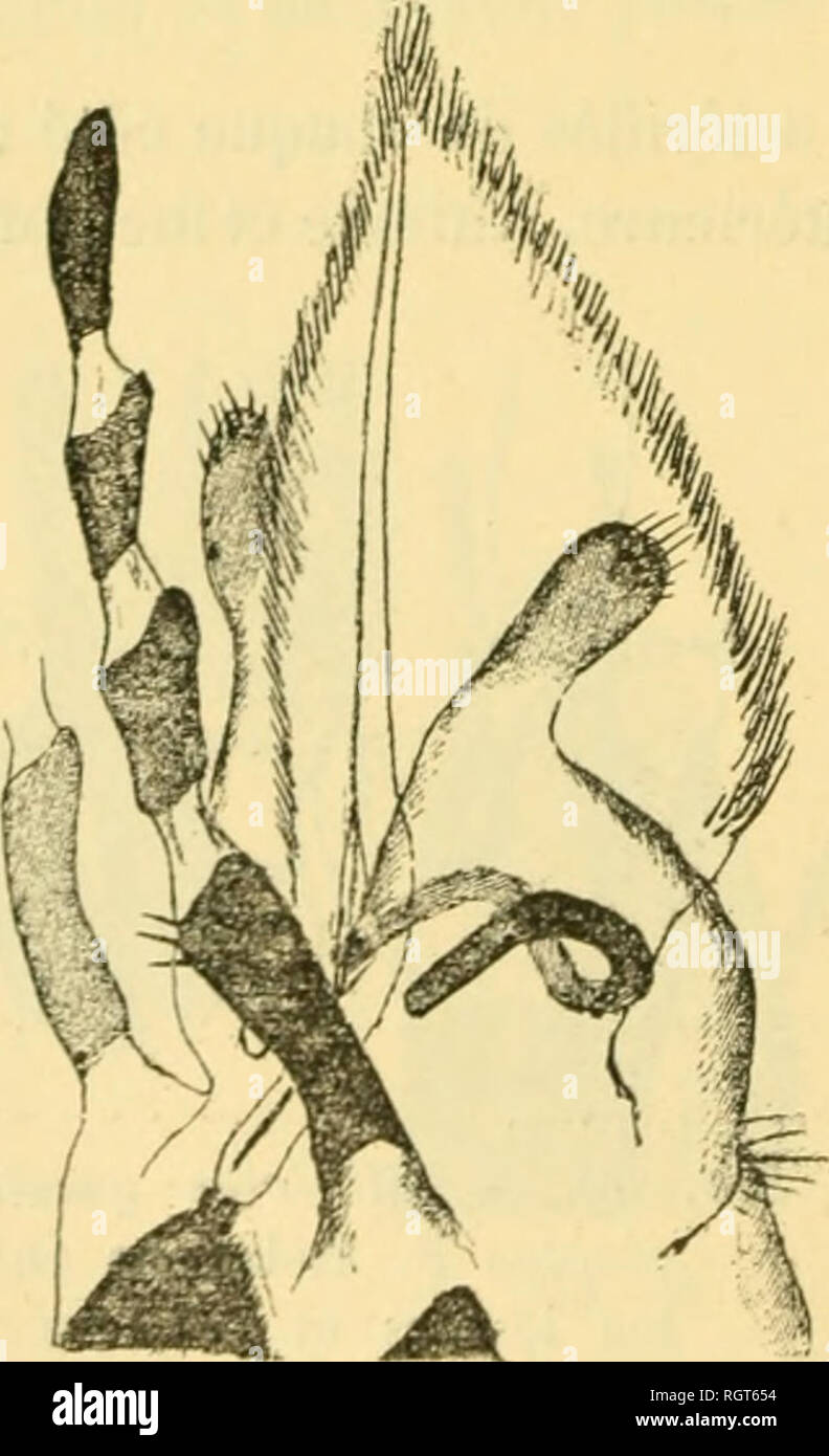 . Bulletin biologique de la France et de la Belgique. Biologie ; l'histoire naturelle. 374 LOUIS SE^lICHON. s'insèlouer sur celui-ci en avant du bulbe. Les muscles rétracteurs de la surface dorsale s'insèrent en arrière de l'arcade des leviers, sur une partie non sclérifiée. L'absence de membrane plissée, à la face inférieure de la langue, la ceinture ète formée par les bourrelets et les leviers, sw the restaurant à la surface dorsale que des déplacements faibles par ra[)port au bâtonnet. La langue se rétracte donc sans presque s'incurver. Les paraglosses aplatis, bordés de poils plurif Banque D'Images