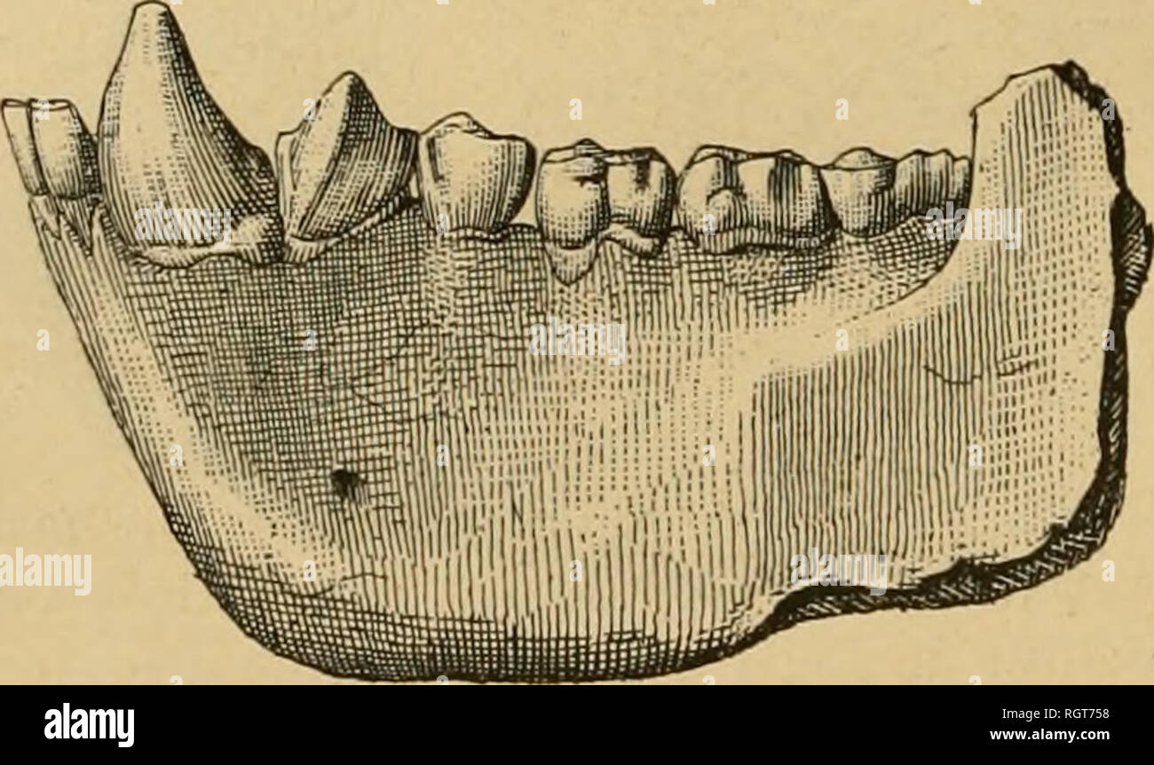 Bulletin Biologique De La France Et De La Belgique Biologie L Histoire Naturelle 162 D H Filhol Le Dryopithaque Et L Origine De Lhomme Divans De Valentin A La Appaiiiennenl Porli Lt En Supa C Rieure De