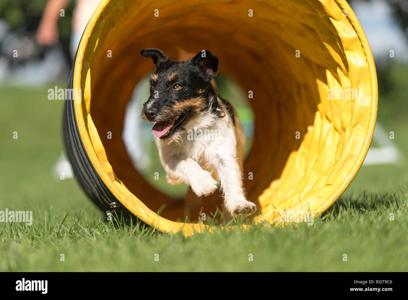 Chien tourne vite à travers un tunnel d'agilité . Jack Russell Terrier tricolore Banque D'Images