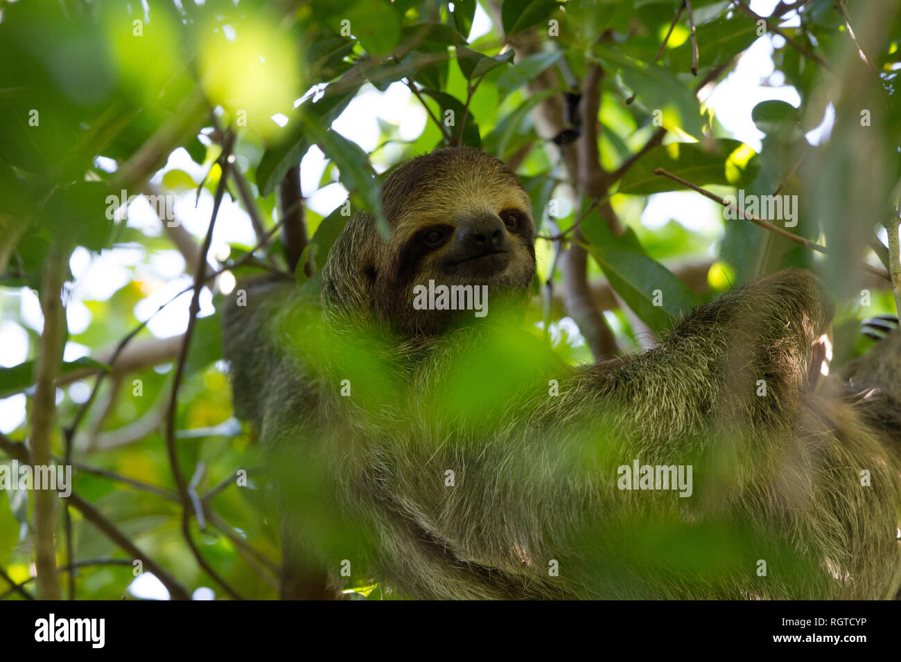 Deux-toed Sloth (Choloepus hoffmanni) Banque D'Images