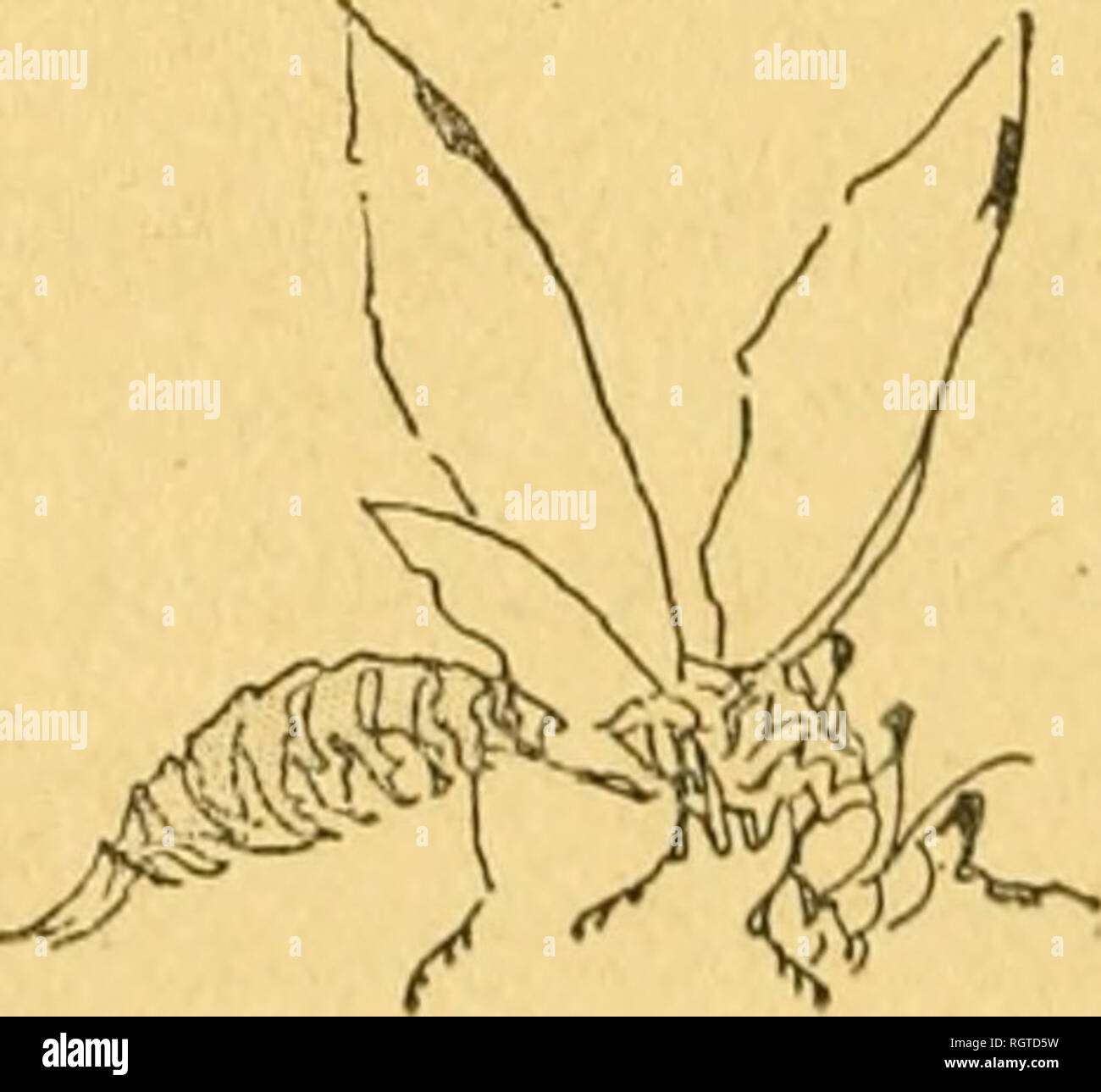 . Bulletin biologique de la France et de la Belgique. Biologie ; l'histoire naturelle. CAULLERY. J'ajouterai un mot relatif aux mÃ©thodes©es e.s. Mes obser- vations ont Ã©tÃ© faites sur le vivant et sur des matÃ©riaux conservÃ©s. Pour prÃ©parer ces derniers, je me suis (rÃ¨sbien trouve de l'emploi de chlorhydrate d'cocaÃ¯du ne, pour anesthÃ©sier les animaux. Il suffÃ®t de pierre salducci, comme l'indique Lahille, quelques gouttes d'une solution Ã 5 7o^ins 'l' l'eau (oO ^^. environ) containing les connus Ã©panouis, et de laisser agir quelques minutes. ¯LesascidiozoÃ dessonttuÃ sensuiteÃ©l'Ã©tat d'entier Ã©ta Banque D'Images