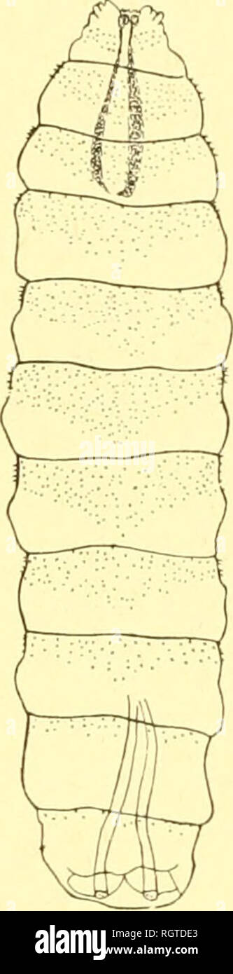 . Bulletin biologique de la France et de la Belgique. Biologie ; l'histoire naturelle. &Amp ;. FiG. 8. - Stasisia Rhodaiui (OEufs de GED.).  : A et B, coques vides mon- trant la fente latÃ©rale par oÃ¹ s'Ã©- chappe la jeune larve : X 30. Â c Åuf, montrant par transparence l'embryon dessÃ©chÃ© ; X '^S-. FiG. 9. - Larve au le"" stade de Stosisia Ihaini (Ro (GED). X 65. stituÃ©e par deux petits crochets Ã©pais et tribunaux articulÃ©s sur des lames chitinisÃ¨s trà©es fortes. Deux plaques chitineuses triangu- laires dÃ©passent les crochets buccaux en avant vers la face dor- sale ; leur extrÃ©mitÃ© un Banque D'Images