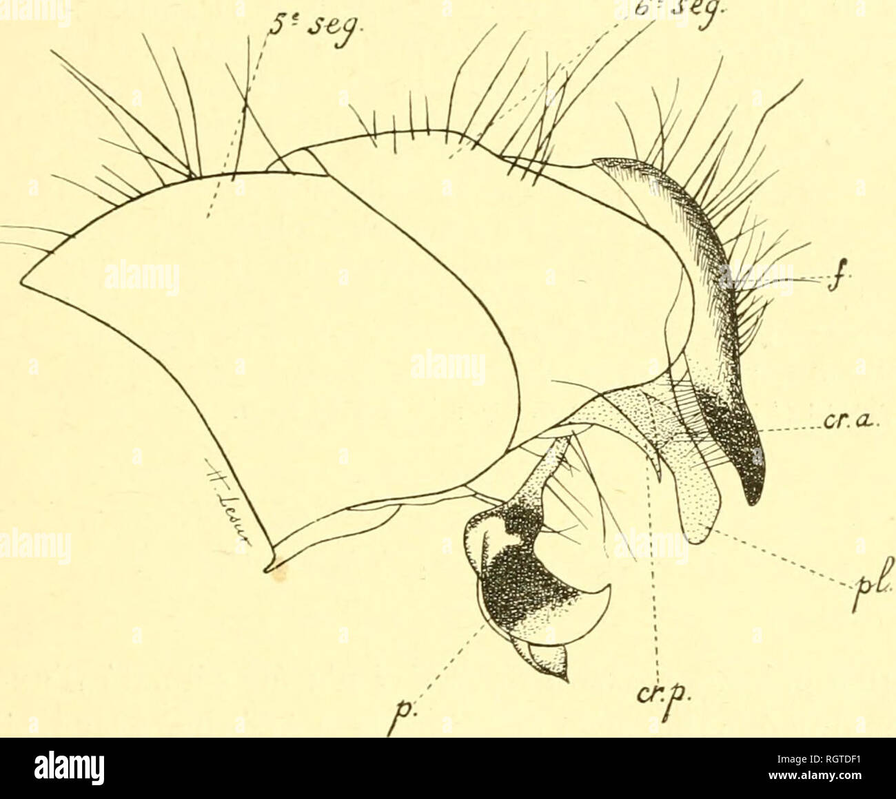 . Bulletin biologique de la France et de la Belgique. Biologie ; l'histoire naturelle. DIPTÃRES ÃTUDE MONOGRAPHIQUE DES PARASITES DE L'AFRIQUE 267 peu plus difamatorio riiili la vei'i'icur de l;i li''iriarj Mnale cellule,posh'i-ieure dont l'extrÃ©rÃ© niitÃ©TRÀ©es cie ! Par suite l'elativeinenl plus longue. Chaetoto.rie. Â I.a disposilion des niaerocliÃ parathjuehiue¨tes peu varia- ble ; nos matÃ©riaux sont insullisanls [lour en faire l'Ã©tude eoniplÃ¨te : TÃªte : pas desoies ocellaires vraies, mais entre les ocelles de nombreux poils sÃ©liformes ; un groujie poslverlicales numerous de petites soies ; de abc Banque D'Images