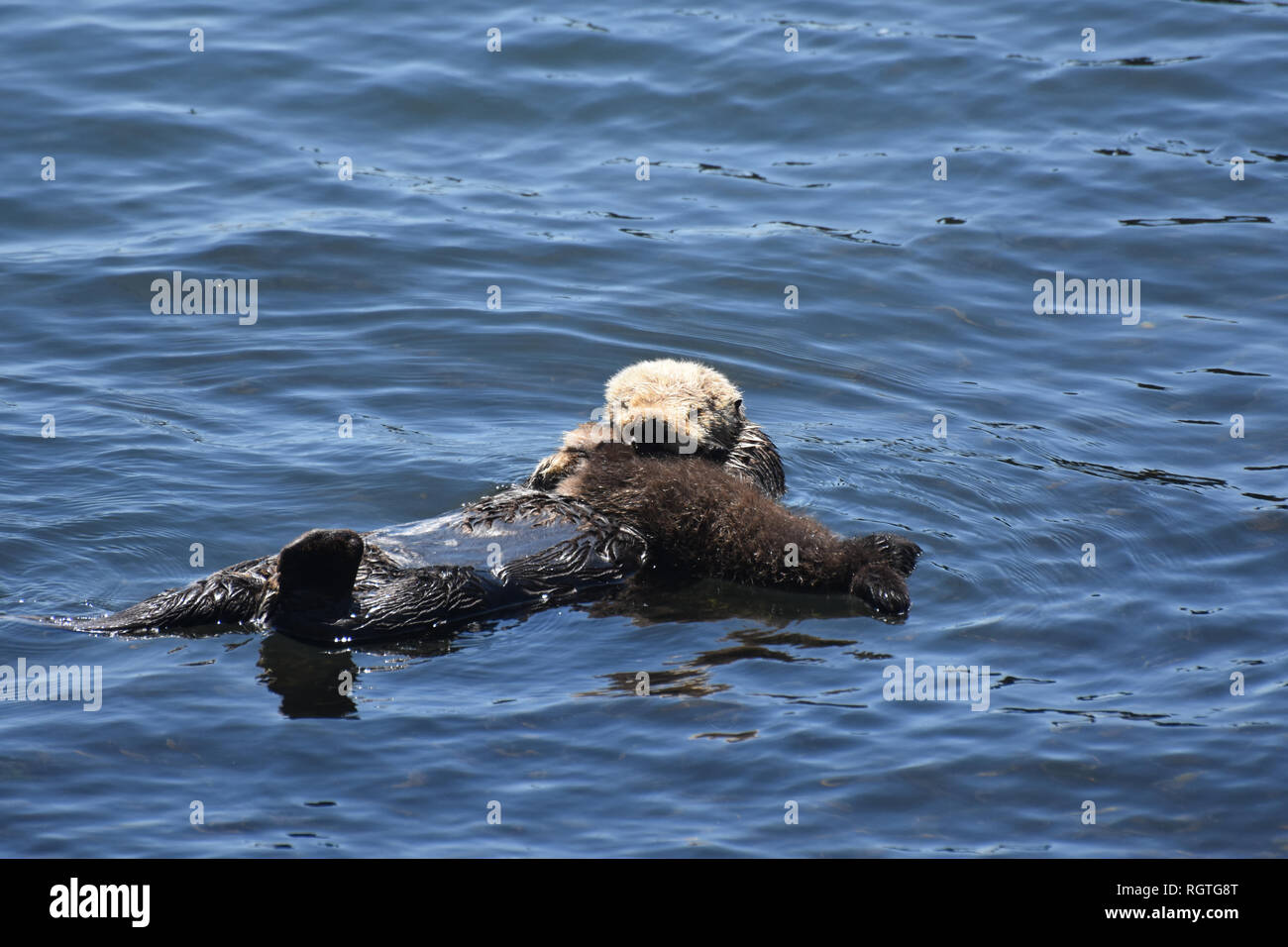 Mignon Bebe Loutre De Mer Portant L Ensemble De La Mere De L Estomac Photo Stock Alamy