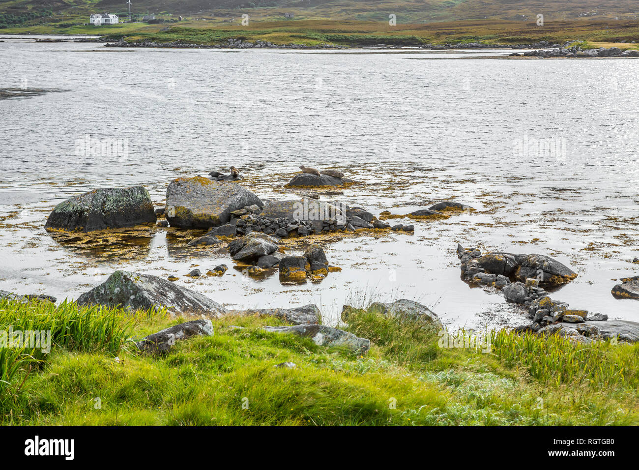 Les joints d'Écossais détente sur les roches, île de Uist, îles Hébrides, Ecosse, Royaume-Uni Banque D'Images
