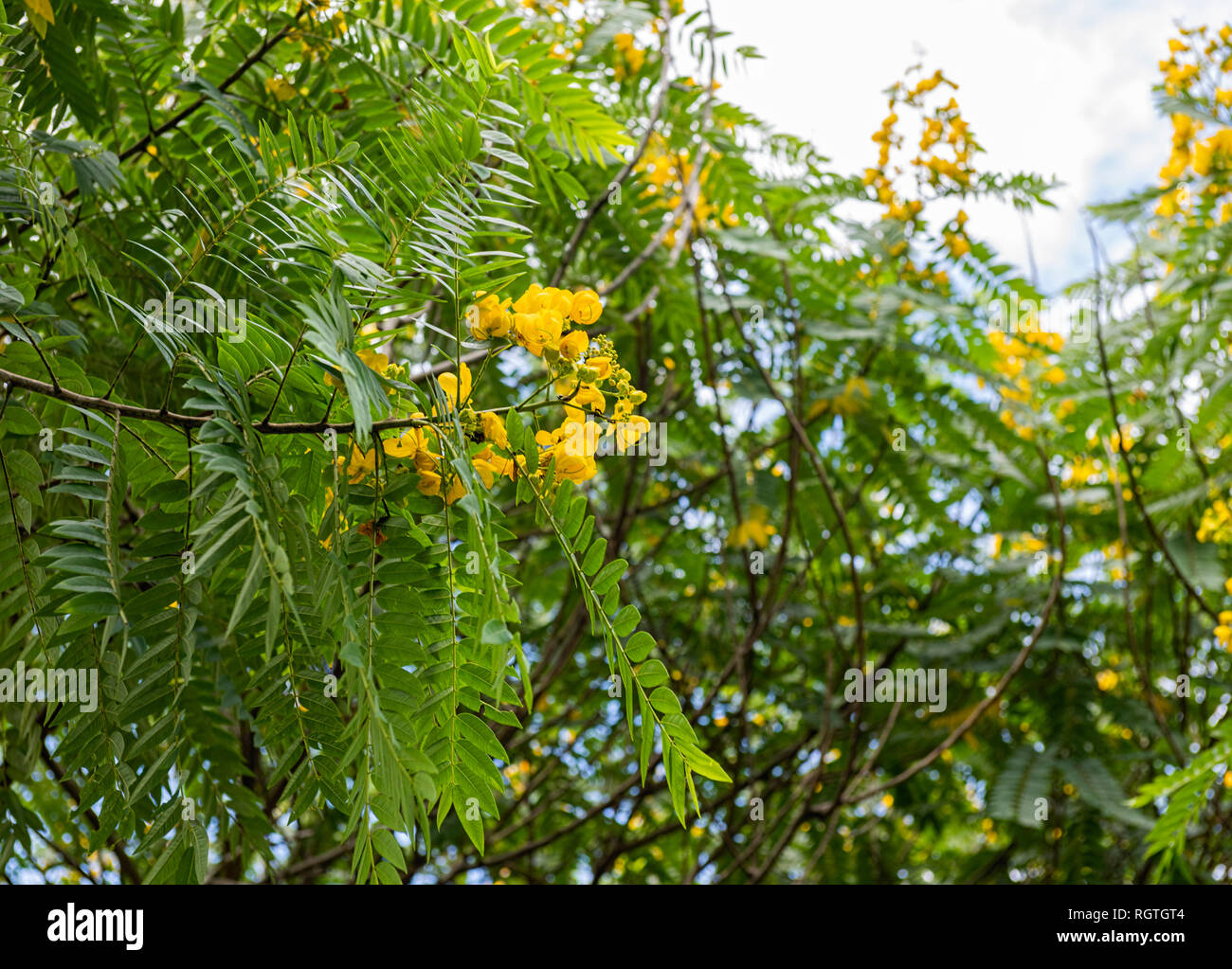 Close up de fleurs sur l'arbre Poui Trinité Banque D'Images