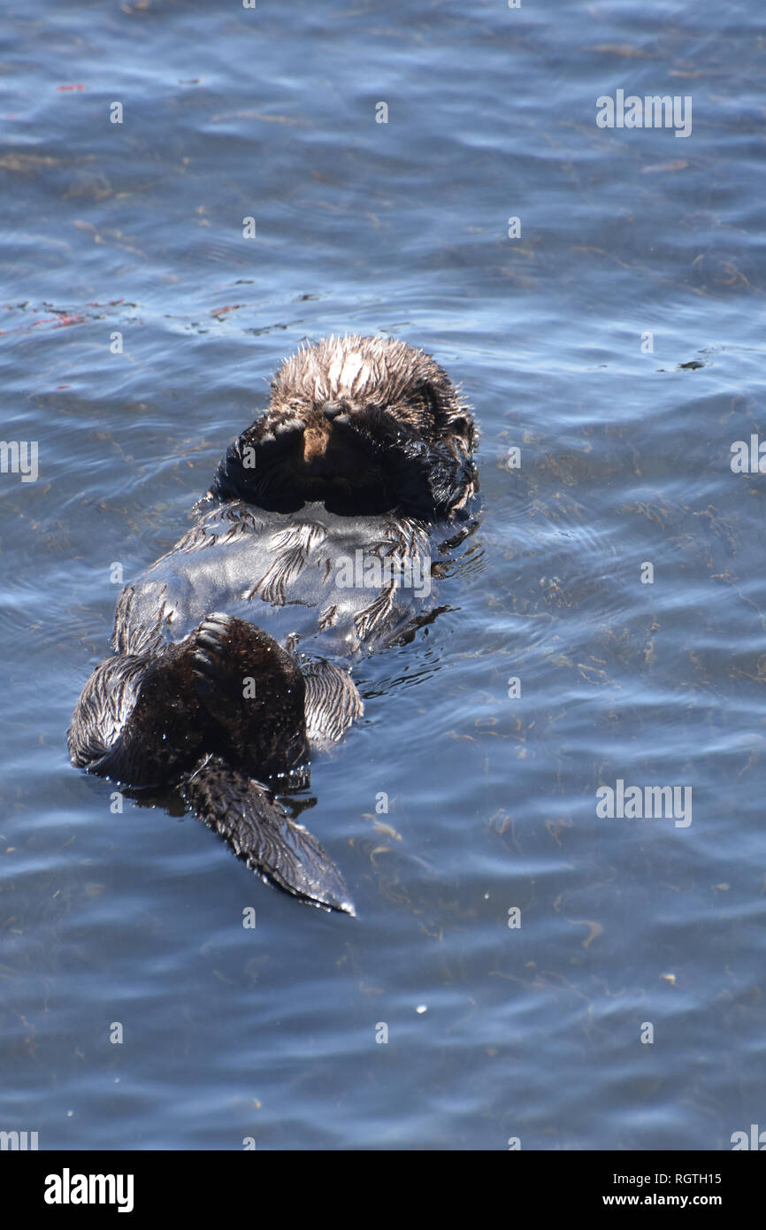 Tres Mignon Bebe Loutre De Mer Couvrant Ses Yeux Avec Ses Nageoires Photo Stock Alamy