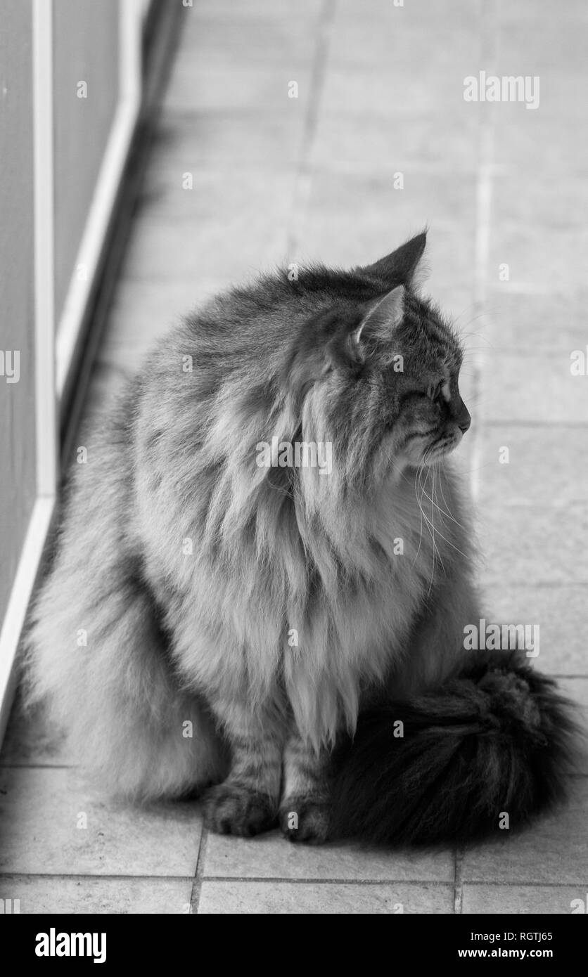 Chat à poils d'animaux assis dans un jardin, la race sibérienne Banque D'Images