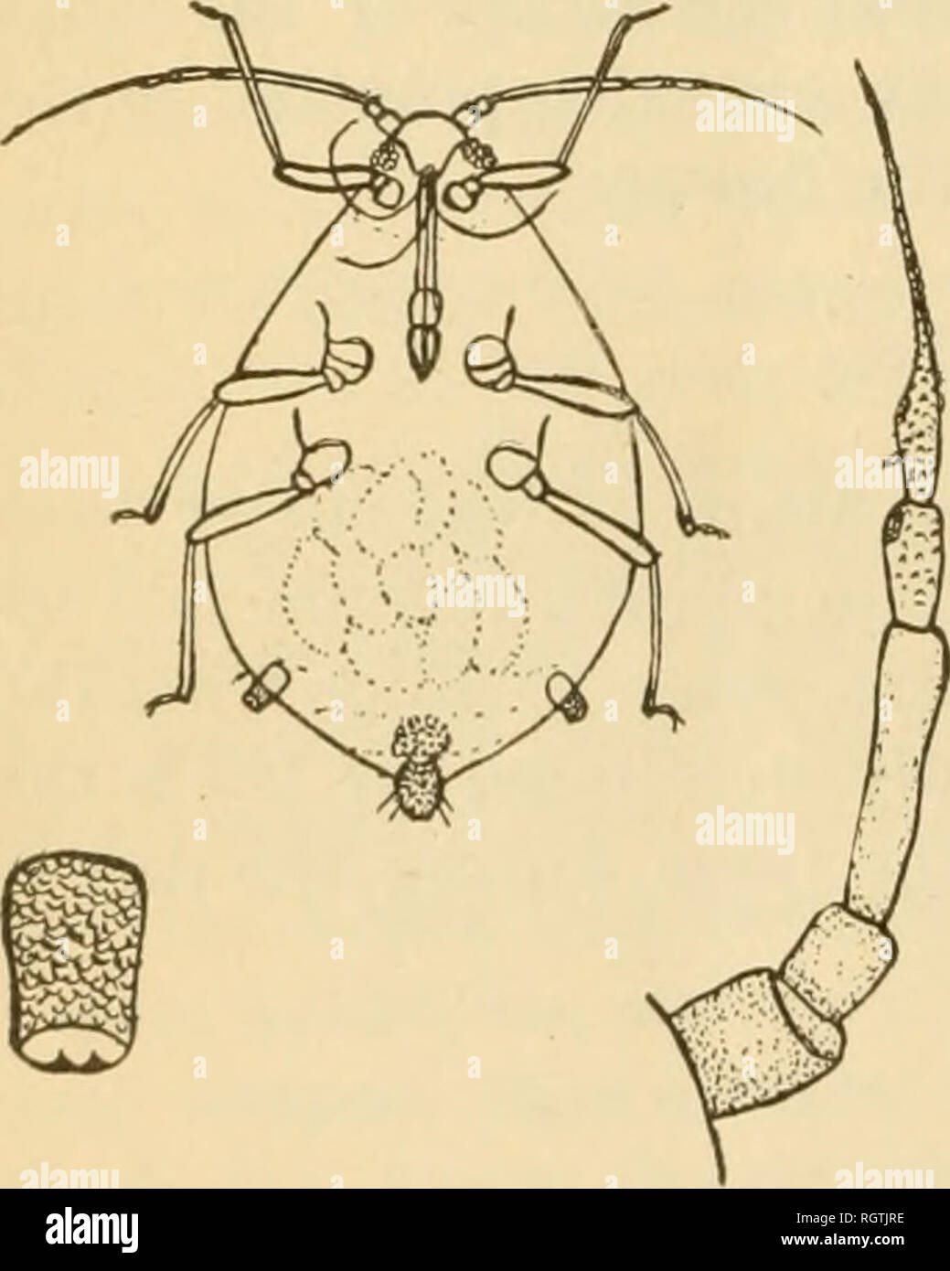 . Bulletin. Les insectes ; les insectes nuisibles ; entomologie ; insectes ; les insectes nuisibles ; l'entomologie. 56 pin à Newport, Orog., et de l'épinette Enijolinanii à Sand Point, New York. Le président a ensuite annoncé que Gillette la proposition de nouveaux membres a été de nouveau dans l'ordre, whereuj^- sur les noms ont été offerts et reçus : W. D. Hunter, Washington, D. C, proposé par ]M. Bruner ; ver- non L. Kellogg, Université de Stanford, en Californie, proposé par M. Bruner ; Dr W. J. Holland, Pittsburgh, Pa., proposé par M. Hopkins. La réunion a ensuite été suspendue pour le déjeuner, pour reassenible à 2.M) p. ni. Séance de l'après-midi, 34 août Banque D'Images