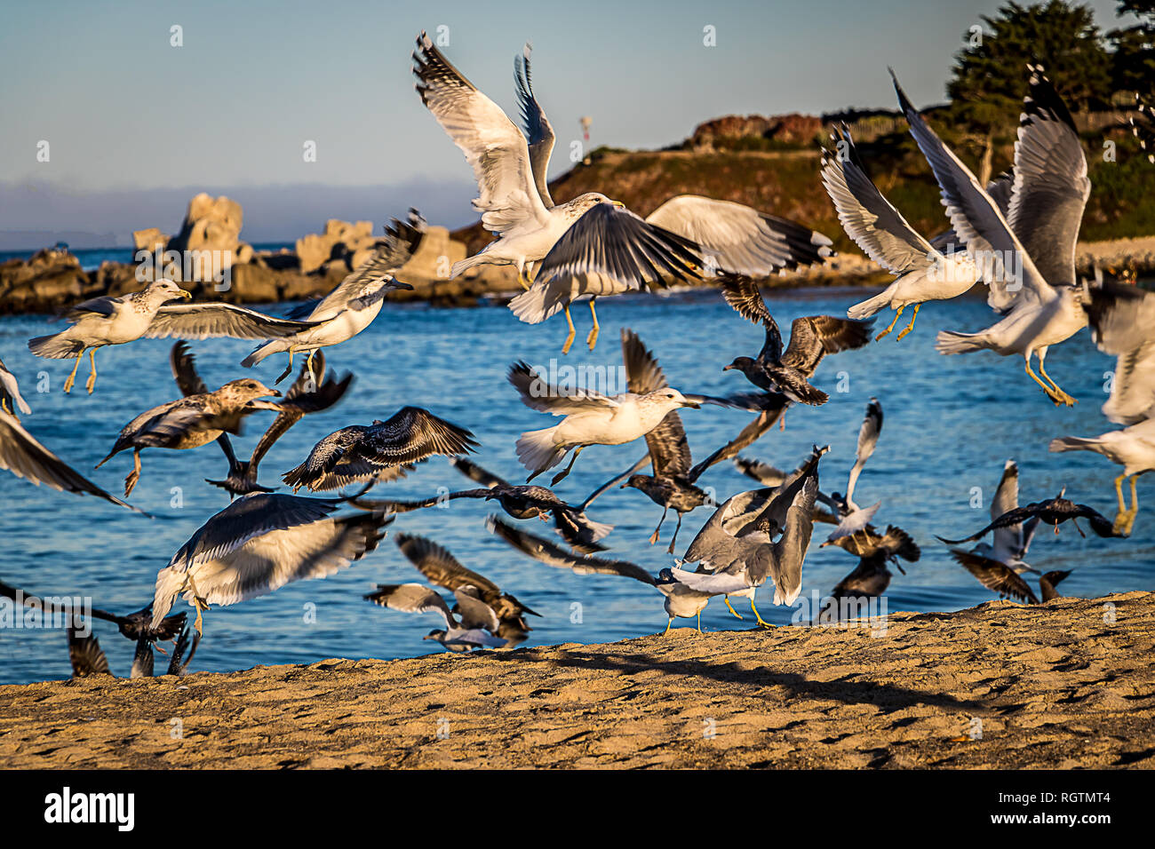 Un troupeau de mouettes qui prend son envol au Carmel River State Beach en Californie. Banque D'Images