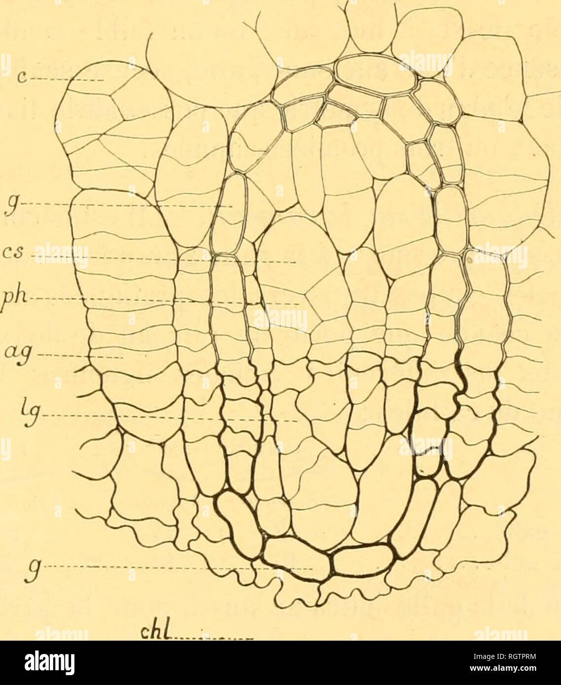 . Bulletin biologique de la France et de la Belgique. Biologie ; l'histoire naturelle. Le GALLES DE TICtES. 193 sÃ©crÃ©trices ; c'est le deuxiÃ ¨ me exemple que nous rencontrons d'une modification d'intenses de ce tissu ; c) Le phelloderne langentiellement cloisonné se et peut offrir des files radiales composÃ©es de trois ou quatre cellules, au lieu d'une seule qu'elles comportent Ã l'Ã©tat normal ; d) Le bois de la rÃ©gion hypertrophiÃ©e prÃ©sente dans chaque couche annuelle plusieurs zones d'Ã©lÃ©ments Ã parois Ã©paisses et Ã arbre sec haché, ce qui ne permet plus de distinguer aussi facilement les couches d Banque D'Images