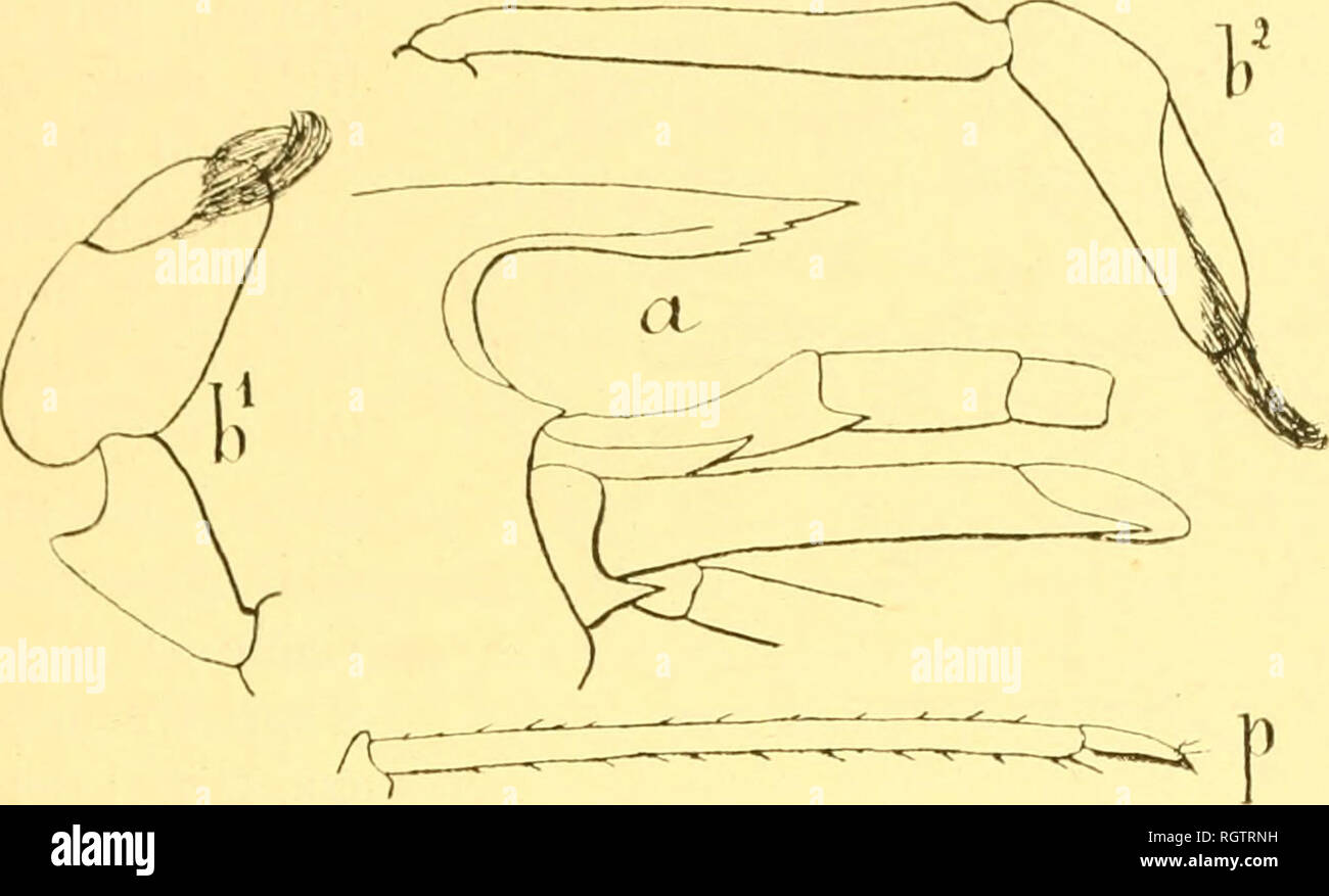 . Bulletin biologique de la France et de la Belgique. Biologie ; l'histoire naturelle. SUR LES ATYIDKS. 89 contre les ressemblances apj)arentcs dans le genre qui nous occupe. Au premier coup d'dMl, la C tr/^est ressemble aux exemplaires n'( fi/pa cour à rostre, et l'on serait tentÃ© de lui donner une jtlace voisinage de ceux-ci. Mais un examen attentif j)lus ne tarde pas Ã. FiG. 10. Caridhia^bc similis, uv faire disparaÃ®tre cette impression du dÃ©mais. D'abord le rostre s'inflÃ©chit moins que dans la C. f'/pa et mÃªme se relÃ¨ve ((() TRÀ¨s lÃ©gÃ¨- turation vers le bout, il se termine toujours vers l Banque D'Images