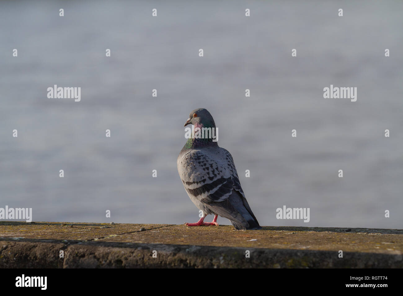 Portrait d'un pigeon gris sur un mur Banque D'Images