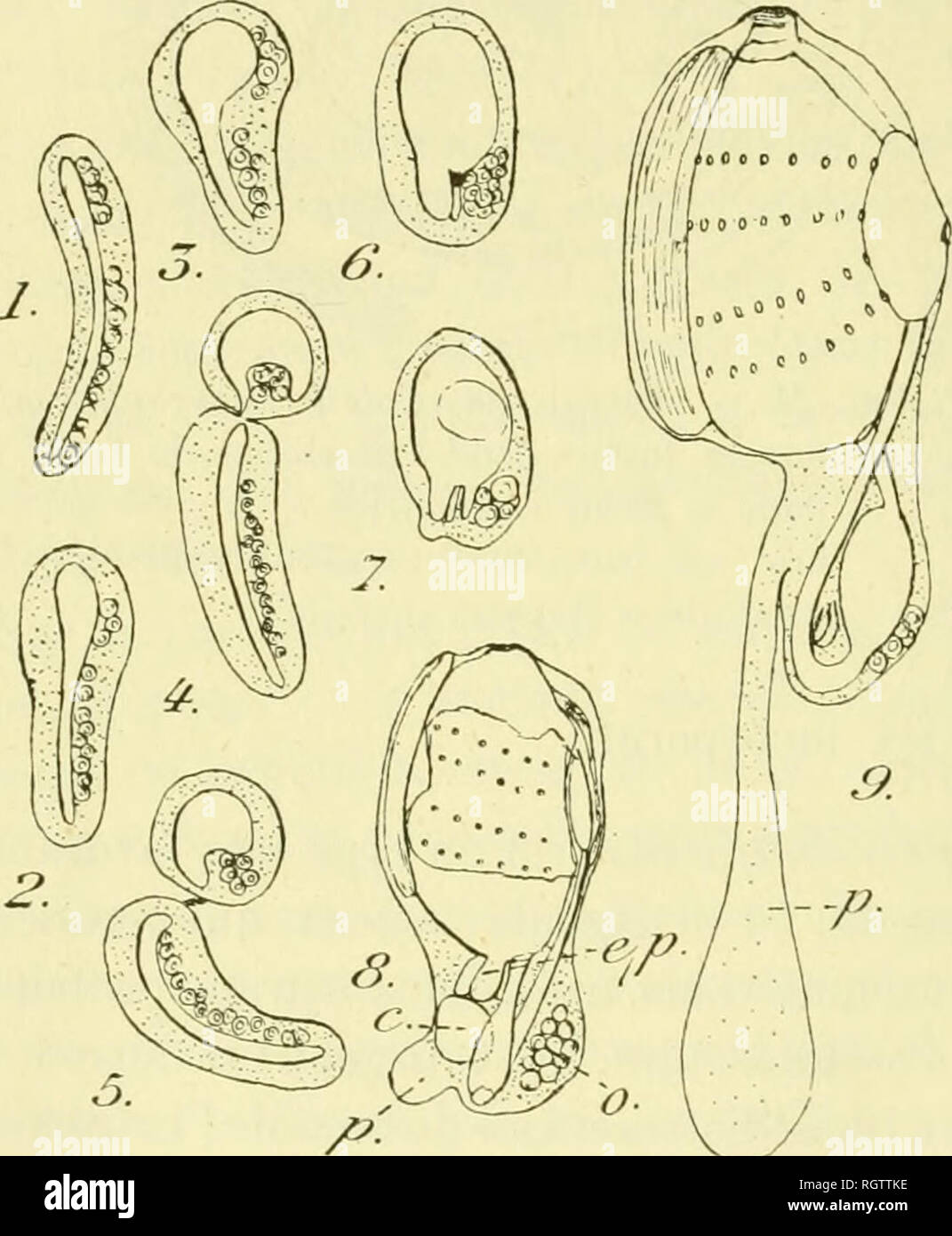 . Bulletin biologique de la France et de la Belgique. Biologie ; l'histoire naturelle. MAURICE CAULLERY stolons prolifÃ.¨res. Ils sont, ainsi qu'on le voit, dÃ©jÃ sexuÃ©s et femelles comme les ascidiozoÃ¯des adultes de la colonie. Celle-ci est donc vÃ©ritablement unisexuÃ©e. La formation des bourgeons, aux dÃ©pens des stolons est facile à constater. Vers une des extrÃ©mitÃ©s du stolon, le tube interne s'Ã©largit graduellement (fig. III, 2-3) et, en mÃªme temps, il se forme un Ã©tranglement qui ont tendance Ã la rÃ©gion tifane and dilatÃ©e du reste (fig. III, 4-5). Au moment oÃ¹ ce processus s'achÃ¨ve, le b Banque D'Images