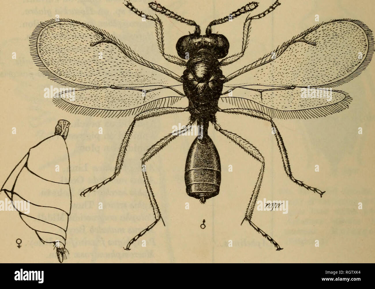 . Bulletin. Les insectes ; les insectes nuisibles ; entomologie ; insectes ; les insectes nuisibles ; l'entomologie. Céréales de printemps 126-APHIS OU '' GREEN BUG." qui n'avaient pas encore été parasités ; il a éprouvé aucune diffi- culté, cependant, à l'élevage il lorsque les adultes ont été placés dans des cages à aphidids qui étaient bruns, ayant été tué par certaines espèces d'Aphidius. C'est peut-être que dans certaines conditions, les Megorismus sp. est aussi un parasite primaire. M. Parks conclut qu'il faut environ 30 jours à l'élaboration de l'œuf à l'adulte à une température d'environ 70° F. À l'intérieur. Il a été élevé en liaison avec Aphidius sp. fr Banque D'Images