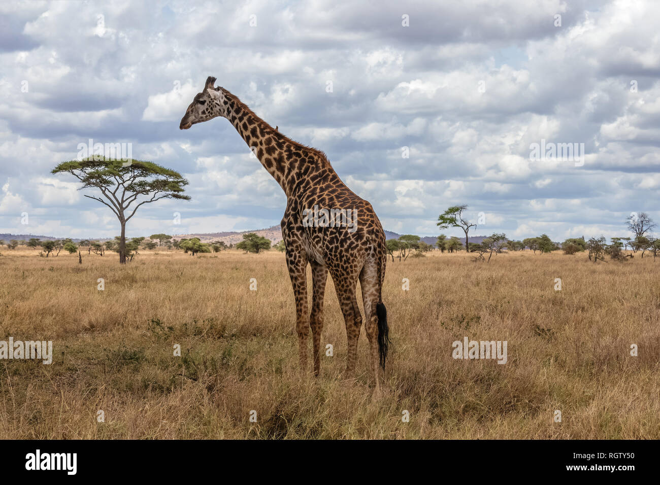 Le Serengeti est un des plus populaires de réserves naturelles dans le monde et est également un site du patrimoine mondial de l'UNESCO. Il est à la maison à une variété d'animaux. Banque D'Images