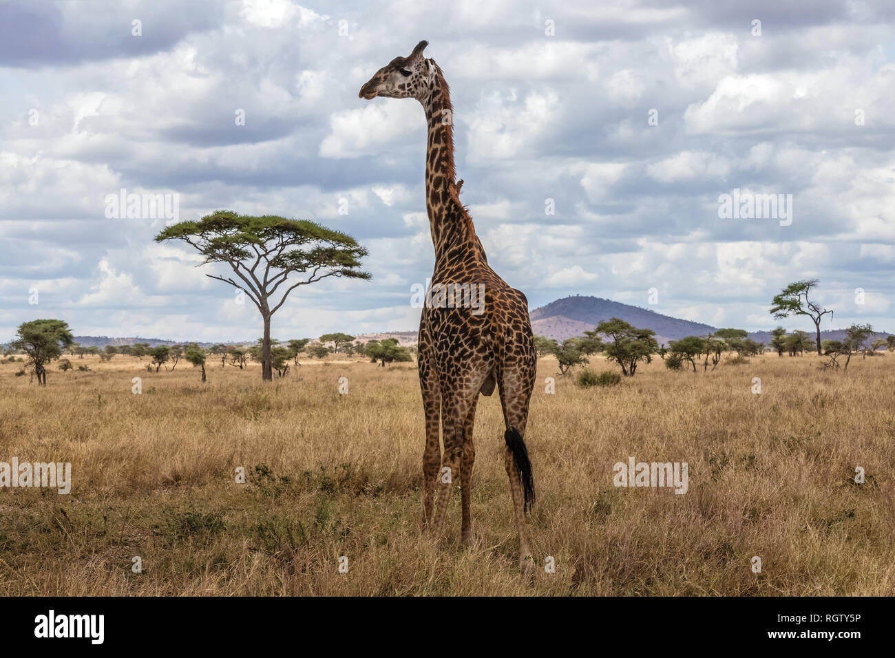 Le Serengeti est un des plus populaires de réserves naturelles dans le monde et est également un site du patrimoine mondial de l'UNESCO. Il est à la maison à une variété d'animaux. Banque D'Images