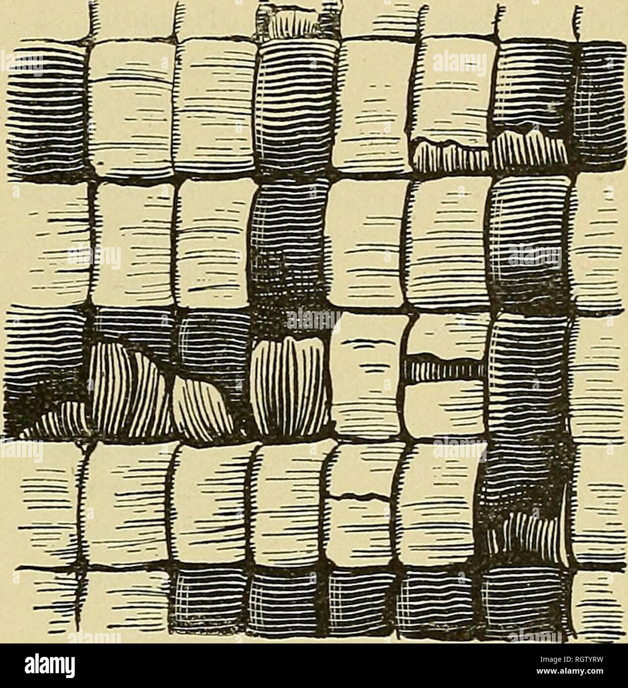 . Bulletin - United States National Museum. La science. Fig. 43. la vannerie imbriquées, détail de la rivière Thompson, indiens de la Colombie-Britannique. Après James Teit.. Fig. 44. travail, appelé enroulé imbriquées klikitat. Rep. National Museum, 1884, 6 pL, flg. 10. Imbrication est l'un des plus limitée des processus techniques. Eells déclare tha,t certaines femmes dans chaque tribu sur Puget Sound pourrait produire la croix, et il nomme les Puyallups, Twanas, Snohomish, Clallam, Makah,, Skagit, Cowlitz, Nisqualli Chehalis et Squaxon. Il est entendu qu'ici c'est une acquisition moderne. C'est l'art autochtone, o Banque D'Images