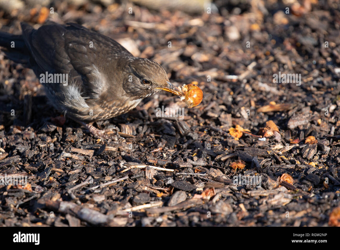 Une femelle adulte Blackbird tenant une pomme de crabe dans son bec. Banque D'Images