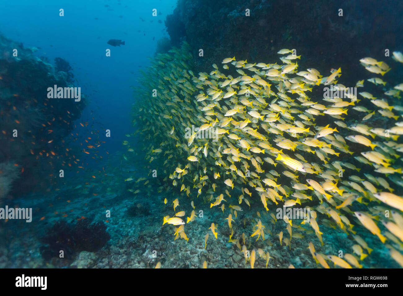 L'École de poissons jaune entre des colonies à proximité d'une autre école de poisson orange Banque D'Images