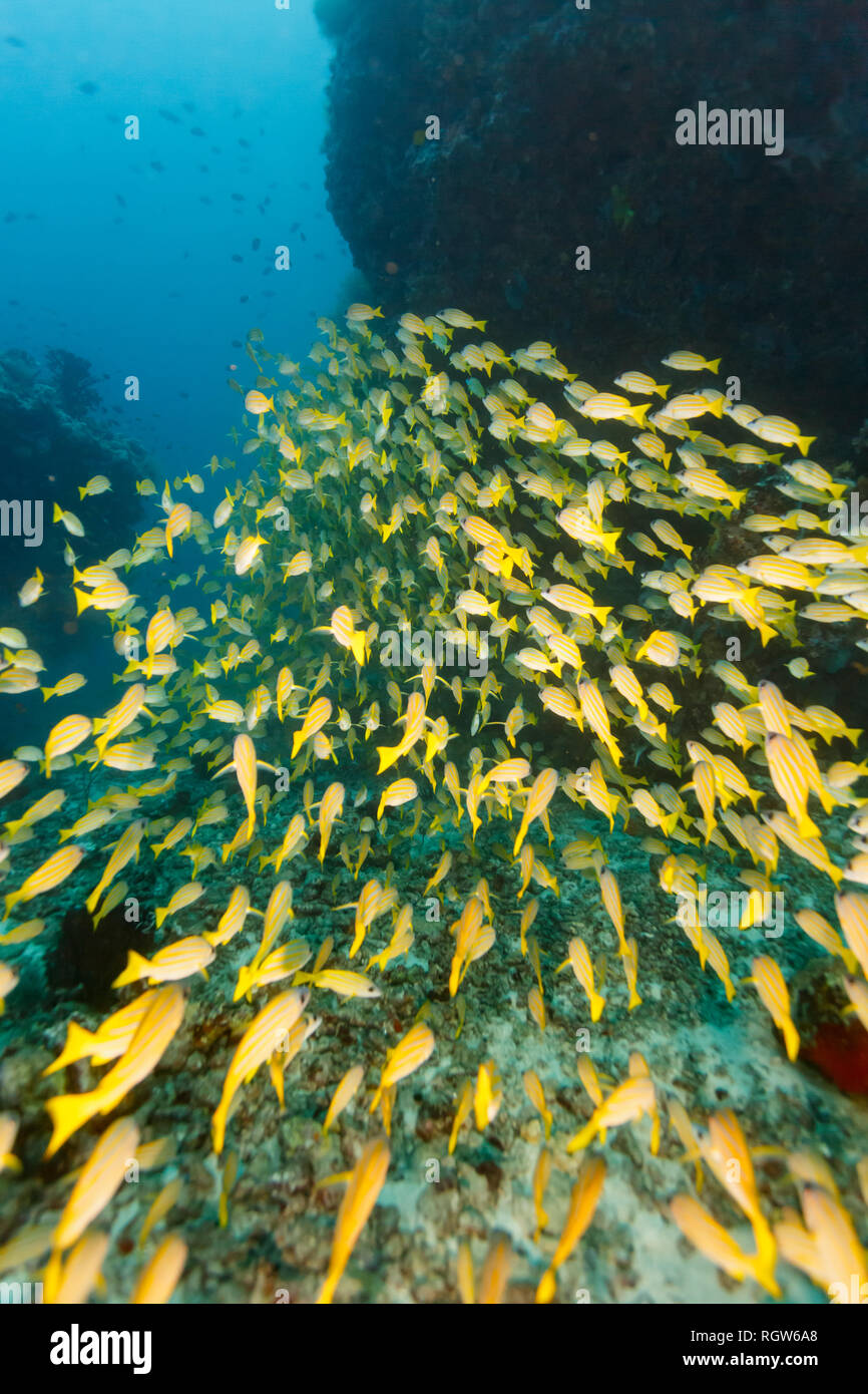 L'École de poissons jaune entre les affleurements de corail Banque D'Images
