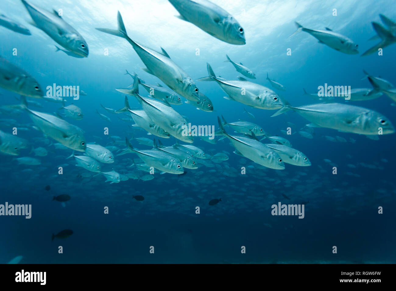 Grande École d'argent poissons nagent au milieu des plongeurs dans l'eau tropicale bleu du Pacifique sud Banque D'Images