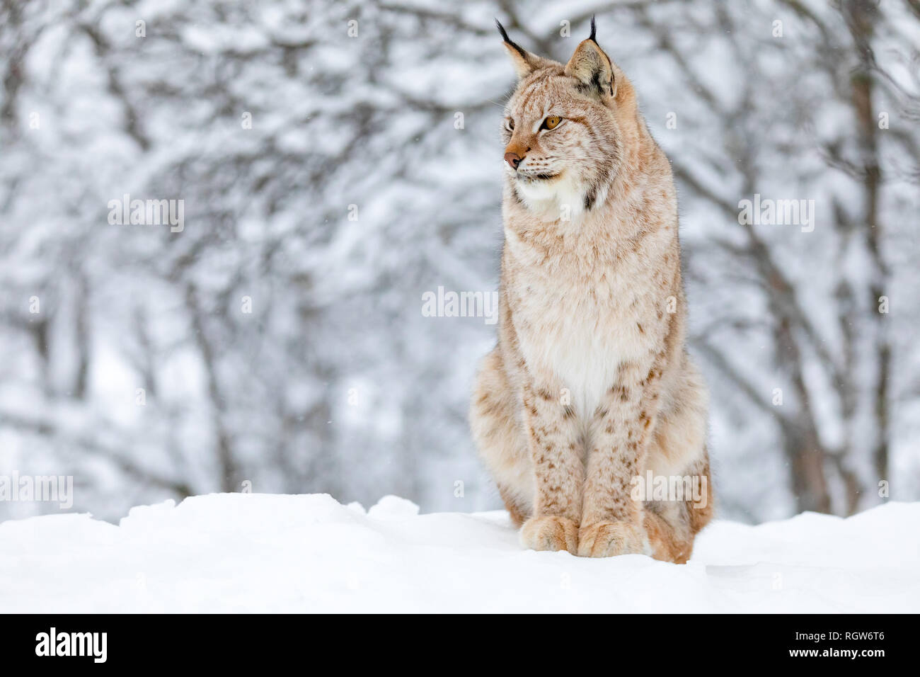 Close-up of fier lynx chat dans la neige de l'hiver Banque D'Images