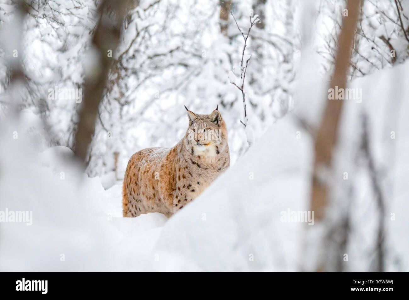 Grand lynx chat marche dans la magnifique forêt d'hiver froid et Banque D'Images