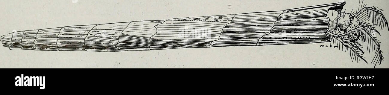 . Bulletin. Histoire naturelle ; l'histoire naturelle. 250 Illinois Natural History Survey Bulletin 23, article 11937, Prison &AMP ; Ross, S $. Sion, rivière Dead : 7 juillet 1937. Prison &AMP ; Ross, $ $ ; 23 mai 1938. Ross &AMP ; Burks, larves et 2 cas ; 3 juin 1938, Mohr &AMP ; Burks, $ $ ; 4, 1938, Ross &AMP ; Burks, &Lt ; ? &Lt ; ? , 59 août ; "l5, 1938, Ross &AMP ; Burks, 1 ? 19 août, 1939 ; Mohr, &AMP ; Riegel, 19 ; 20 mai 1940, Mohr &AMP ; Burks. Les larves de 2 ; le 28 juin 1940, Mohr &AMP ; Riegel, larve, pupe 1 1, 19 ; 5 juin 1941, Mohr &AMP ; Burks, 45, 39. Les femelles capturées à Eichorn, 13 juin Banque D'Images