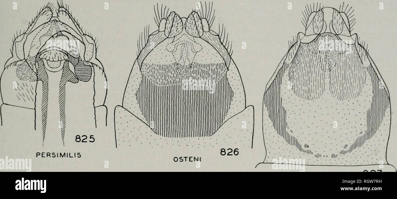 . Bulletin. Histoire naturelle ; l'histoire naturelle. Août, 1944 Ross : Caddis vole de l'Illinois 239. f 825 827 OSTENl PERSIMILIS CINERASCENS. Veuillez noter que ces images sont extraites de la page numérisée des images qui peuvent avoir été retouchées numériquement pour plus de lisibilité - coloration et l'aspect de ces illustrations ne peut pas parfaitement ressembler à l'œuvre originale.. L'Illinois. Natural History Survey Division. État de l'Illinois, Urbana, Ministère de l'enregistrement et l'éducation, la Division d'Histoire Naturelle Banque D'Images