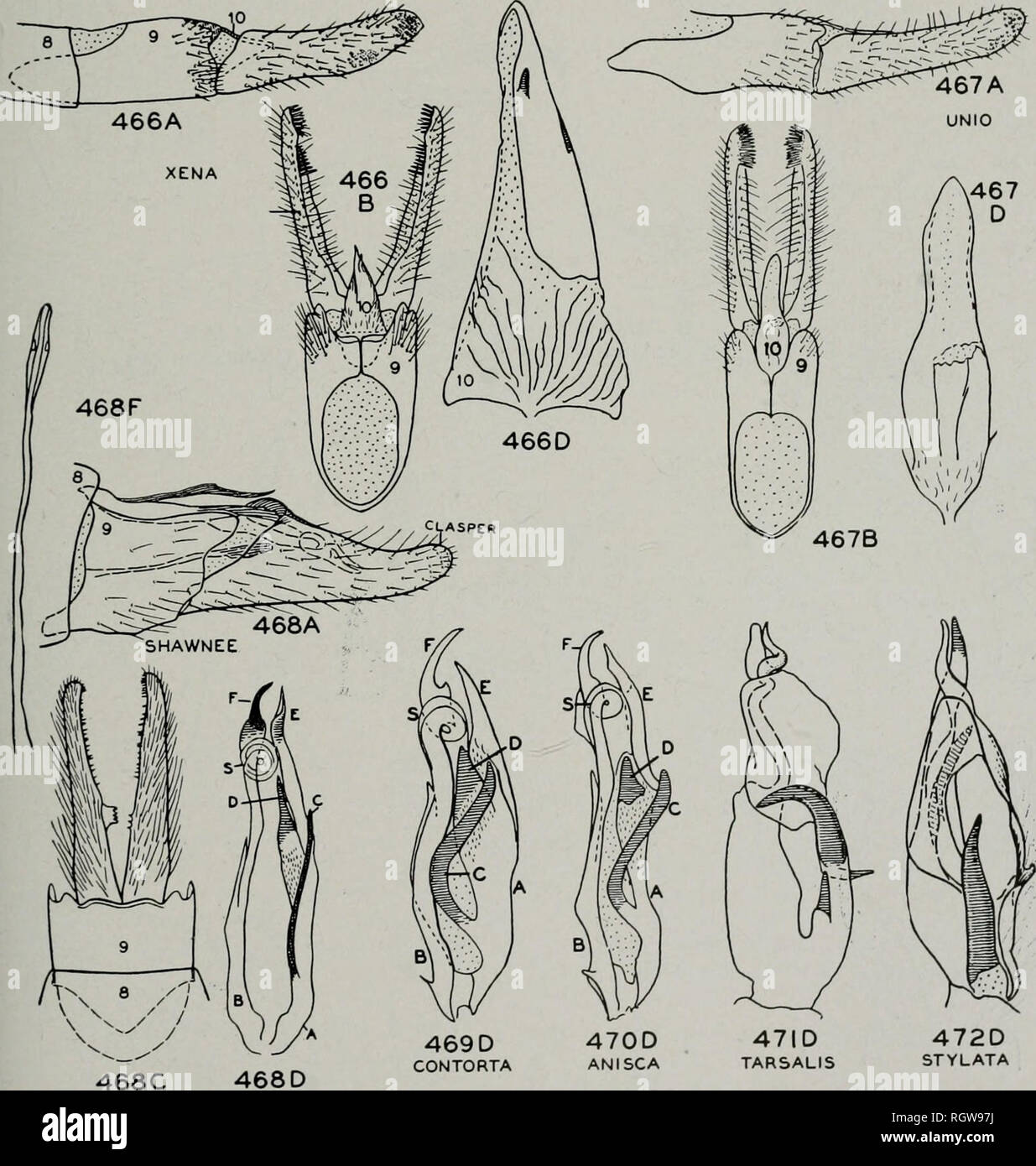 . Bulletin. Histoire naturelle ; l'histoire naturelle. Août, 1944 Ross : Caddis vole de l'Illinois 127 B, et E, effilé court uniformément à sommet pointu, fig. 469 contorta, p. 131 UN Sclerite beaucoup plus étroit, d'au moins retiré sa propre longueur de spirale de B, E long, obliquement tronquée au sommet et beaucoup plus près de l'apex de F, fig. 470 anisca, p. 131 8. Avec ptérygopodes une rangée de 4 ou 5 de long, stout, espacés uniformément, épines noires au milieu de l'épaule, fig. 4739 noir avec Ptérygopodes irrégulières ou épines au milieu épaule, figs. 475-477 10 9. Crochet d'dixième grand tergite et atteindre au-delà- sclerit B sclerite Banque D'Images