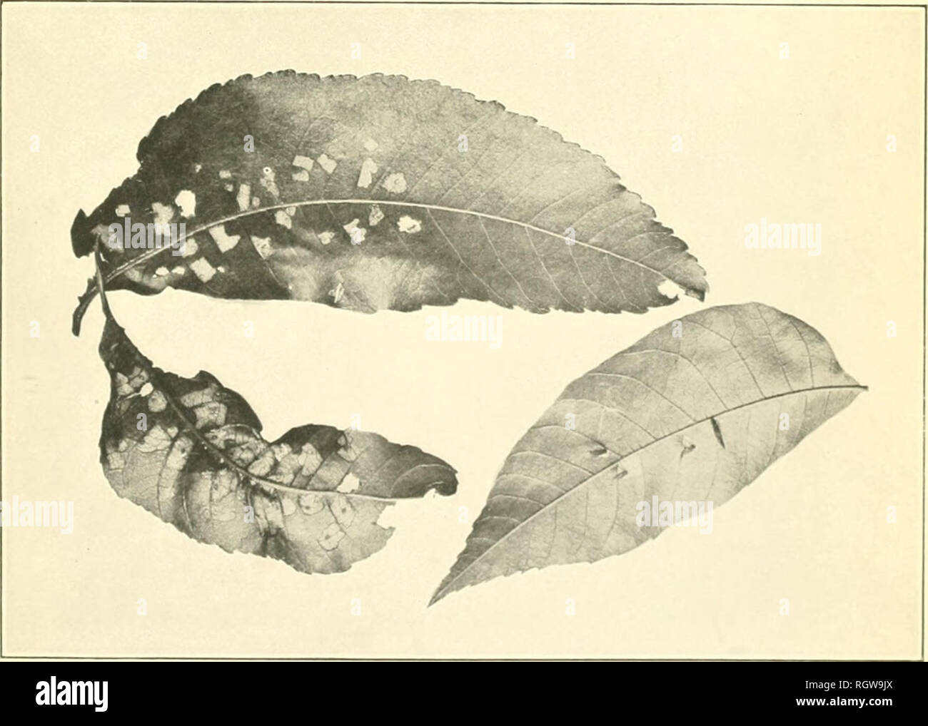 . Bulletin. Les insectes ; les insectes nuisibles ; entomologie ; insectes ; les insectes nuisibles ; l'entomologie. Fig. 1.-brindille de poeau sluiwiiig foliago, blessures à. (Original). Fig. J.-l&155;j'il()i [ifrali .^liiiu, iiiilK ilig'S. (Hi ll|&gt ;|à arc;je lai loai dans iumw-al u (nk. Aliiuil natiiml la taille. (Original.) Travaux de l'espèce de cigare de Pécan (/EFOLiella (Cary).. Veuillez noter que ces images sont extraites de la page numérisée des images qui peuvent avoir été retouchées numériquement pour plus de lisibilité - coloration et l'aspect de ces illustrations ne peut pas parfaitement ressembler à l'œuvre originale.. United States. Bureau de fr Banque D'Images