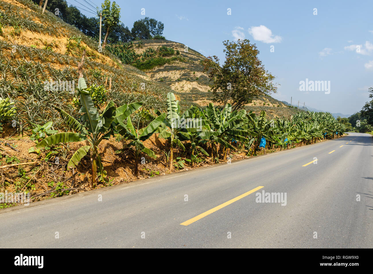 Une route asphaltée dans les montagnes le long de plantations d'ananas, Yunnan, Chine Banque D'Images